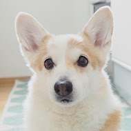コーギー犬ノエさん