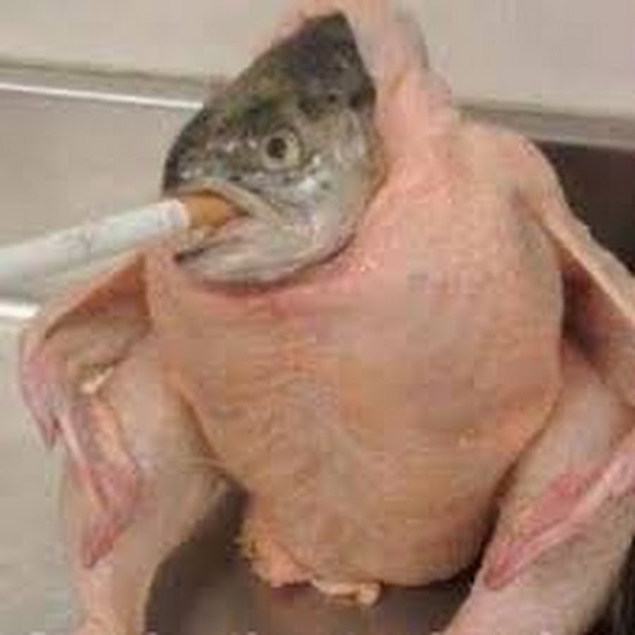 Fish_In_A_Chicken_Smokin_A_Cig YouTube