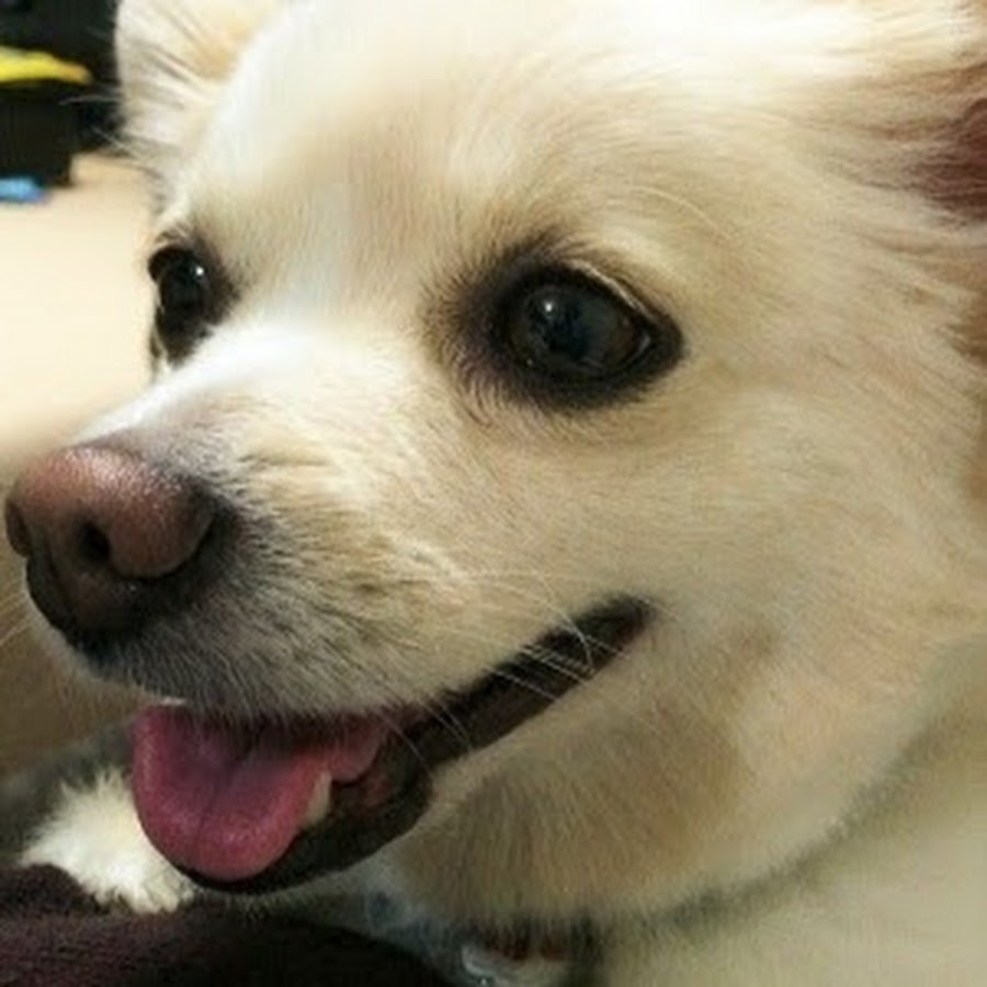 チワワとポメラニアンのミックス犬 あんちゃん YouTube