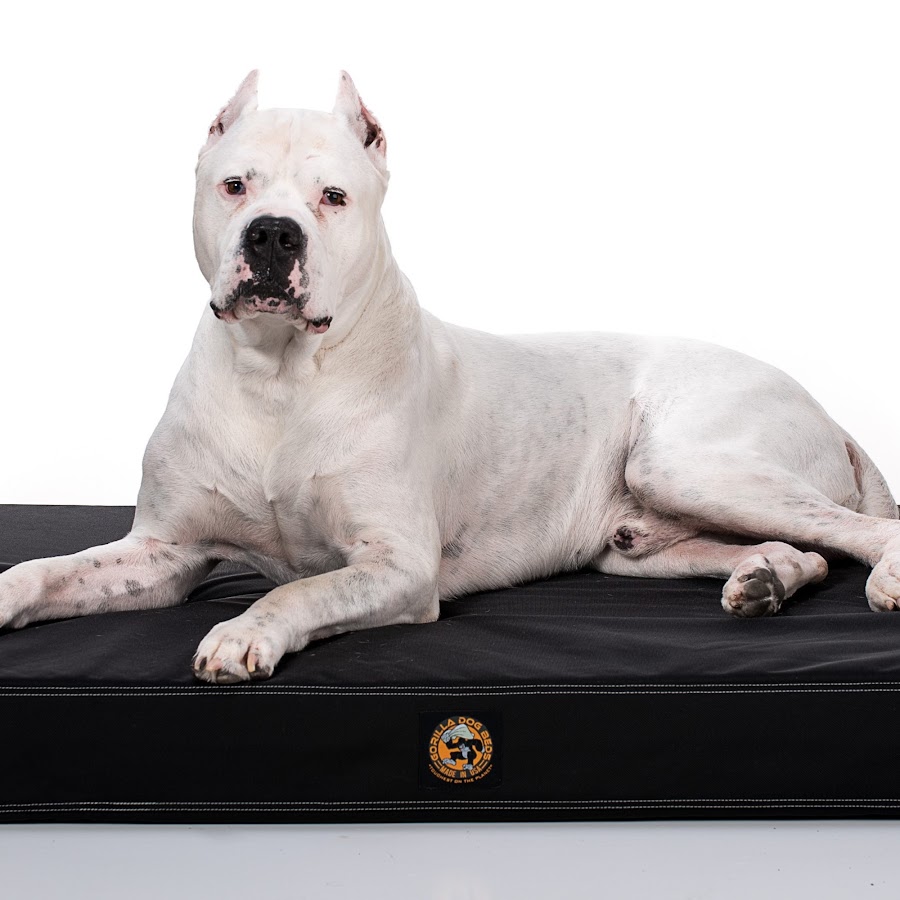 Gorilla Dog Beds YouTube