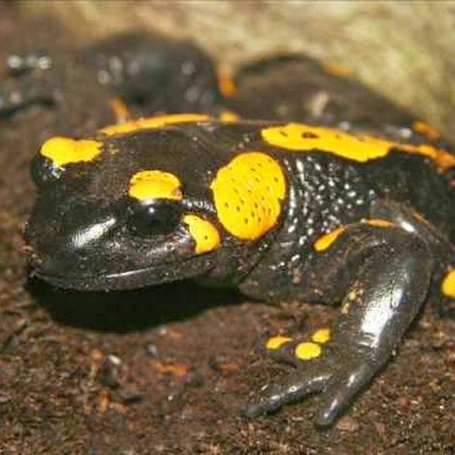 Черная с желтыми пятнами на голове. Саламандра древолаз. Лягушка саламандра. Огненная саламандра. Саламандровая лягушка.