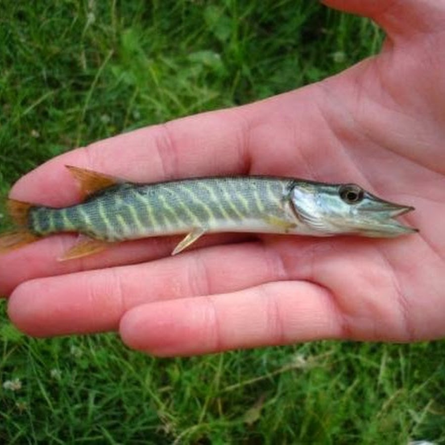 petit brochet YouTube