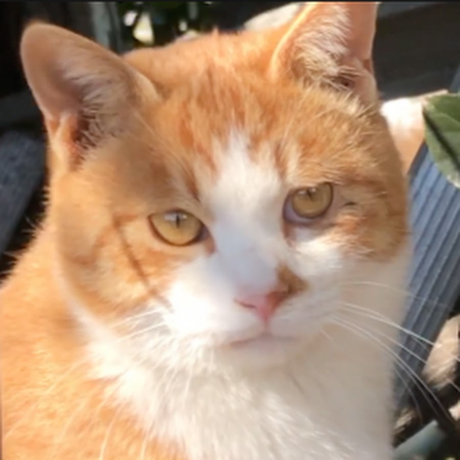 My village cats - YouTube