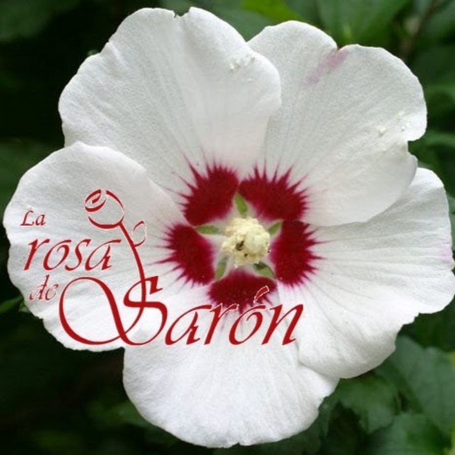 My Image 4