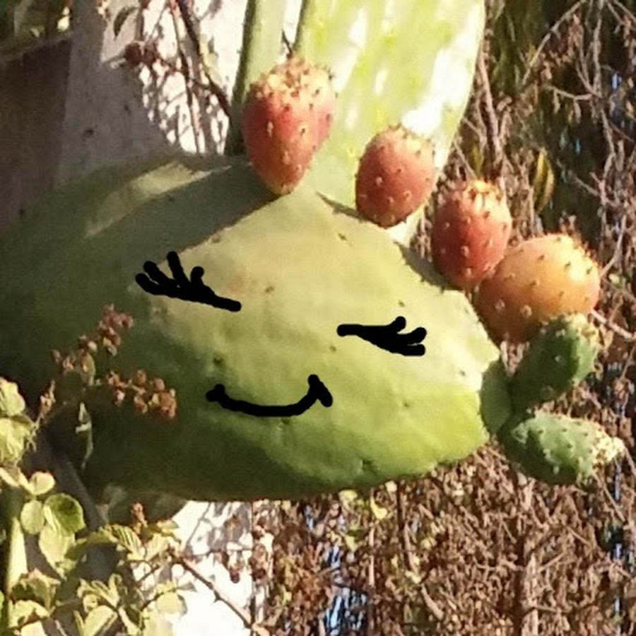 Tuna Cactus - YouTube