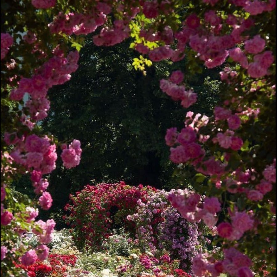 Роза Secret Garden