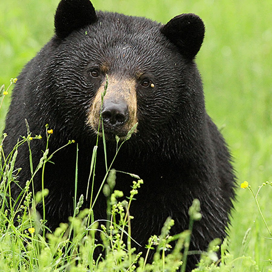 Black lives matter girl. Валера гималайский медведь. Сенсейшен мем. Кофта cr. Allow black.