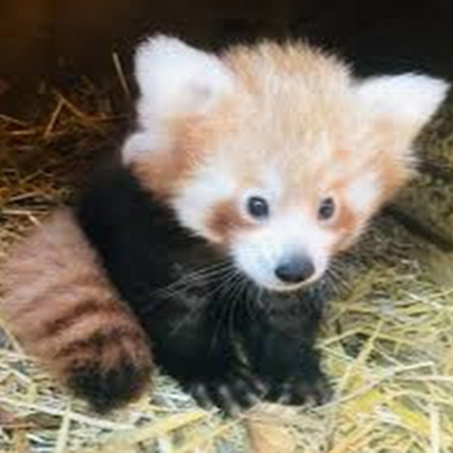 the red panda gamer YouTube