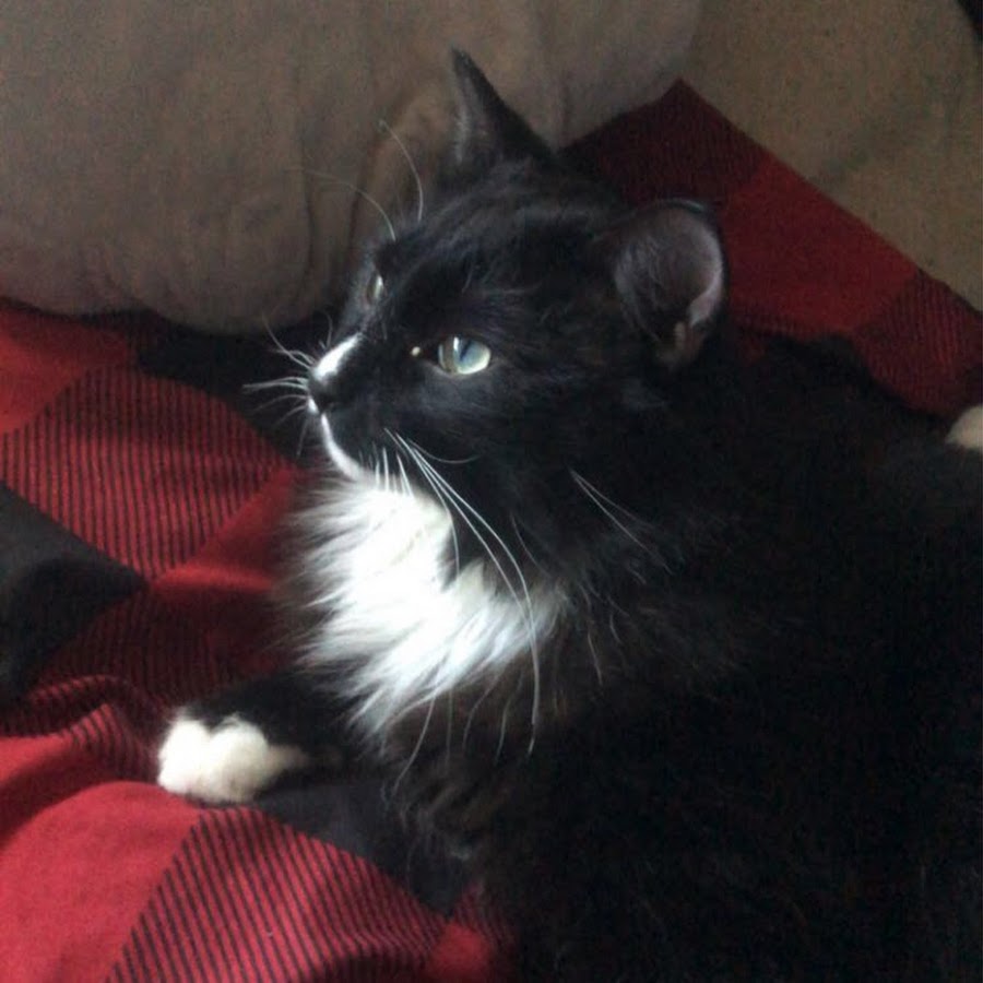 lee ᴖᴥᴖ - YouTube