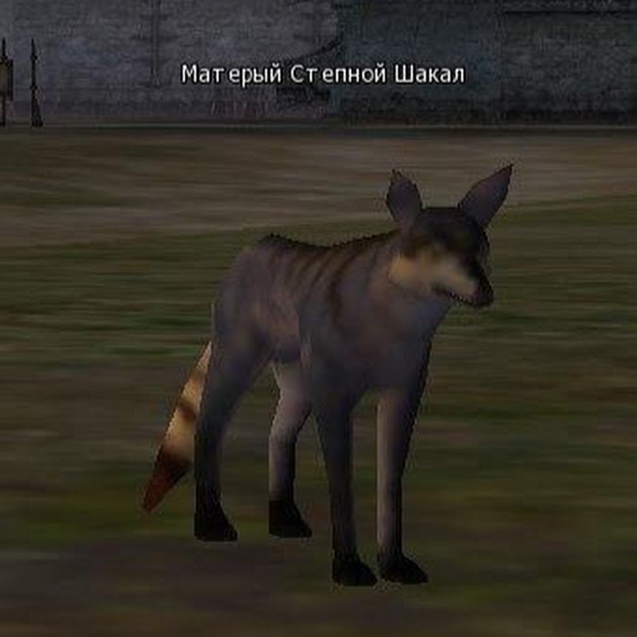 Матерый Степной Шакал