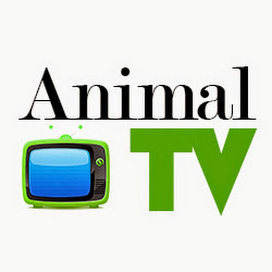 Animals TV - YouTube