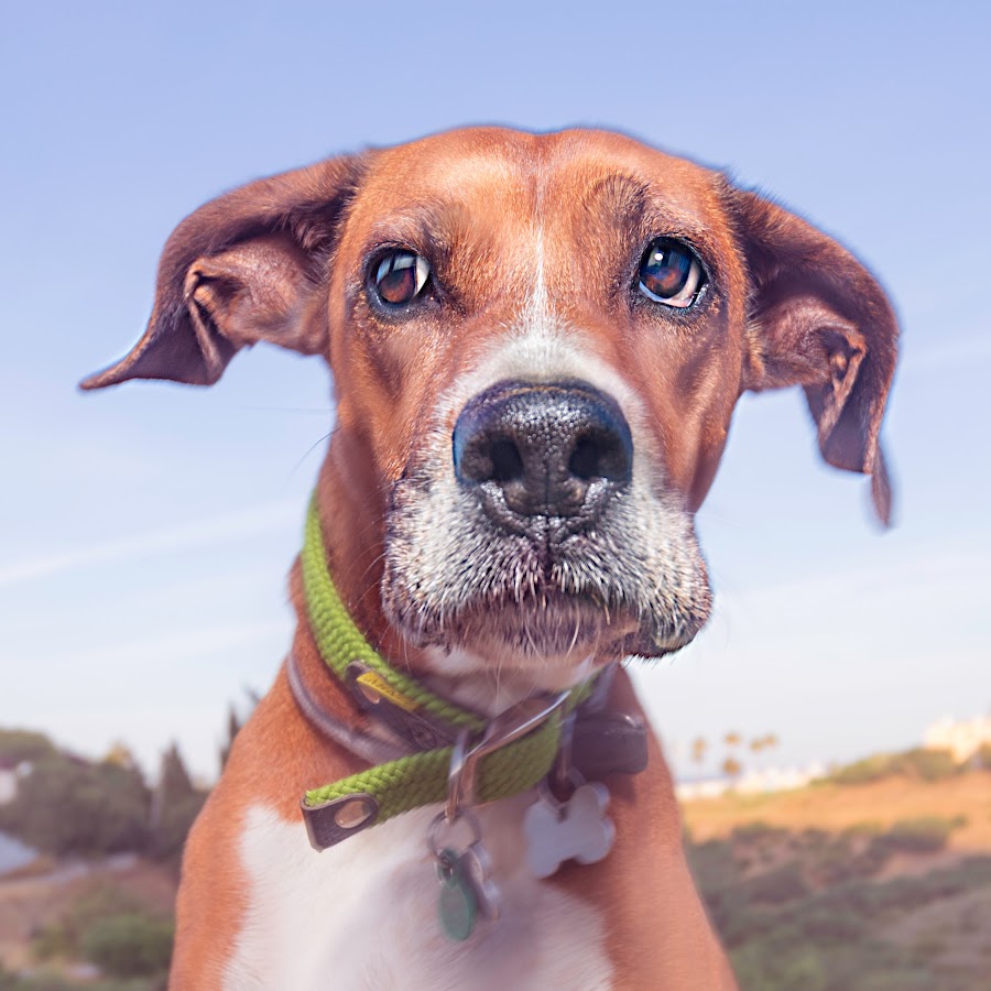 Matt The Dog YouTube