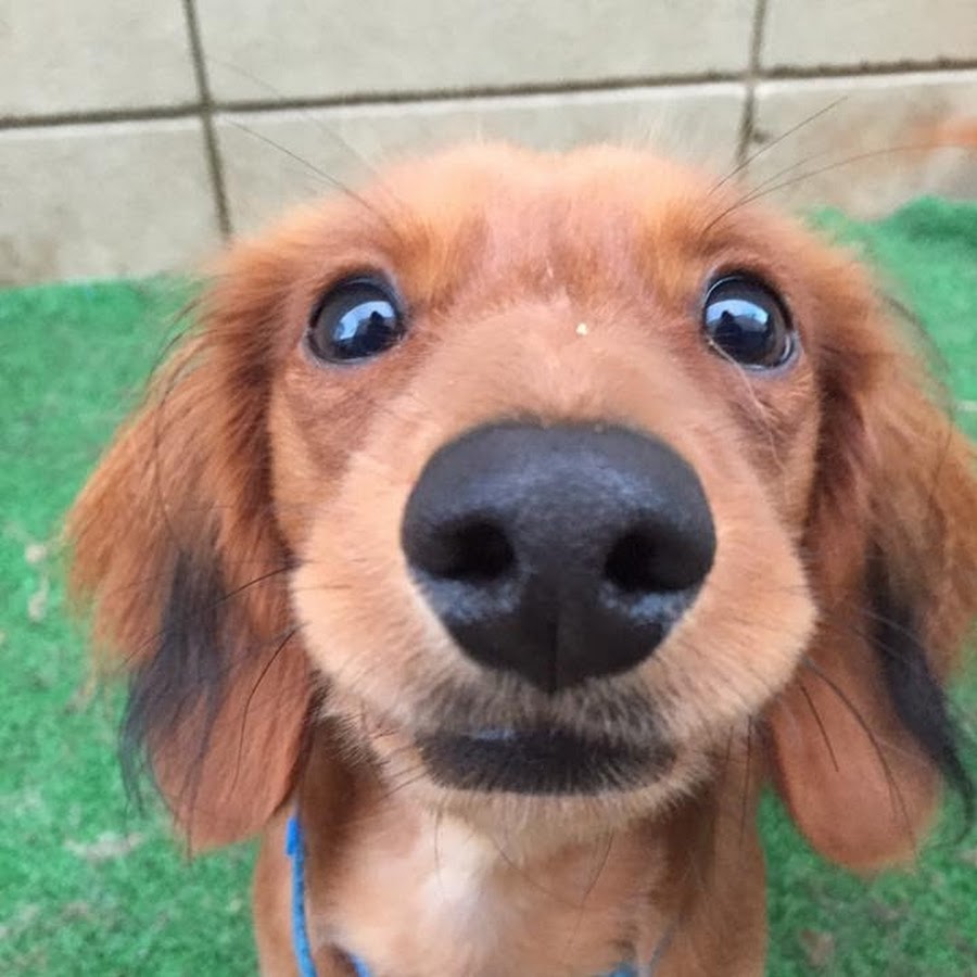 The Woof Dog Daycare & Boarding YouTube