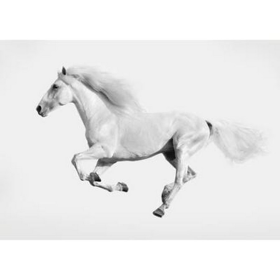 Бегущая лошадь белая High Resolution