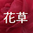 화초 Whacho