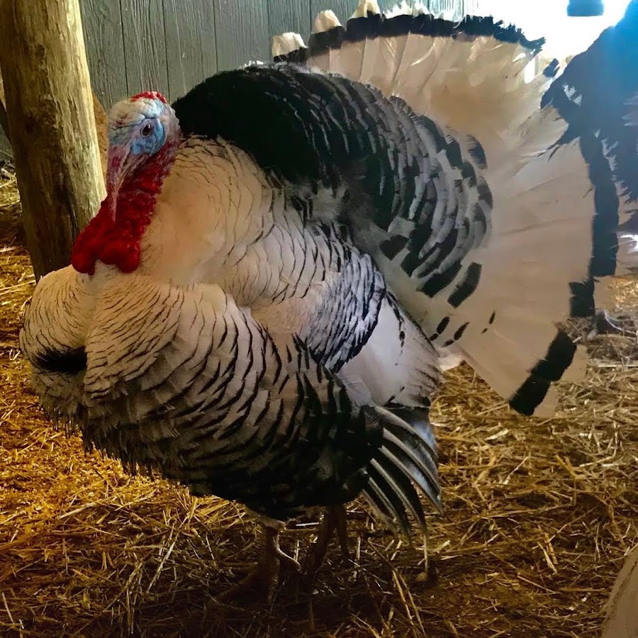 Stephanie Fultz - YouTube