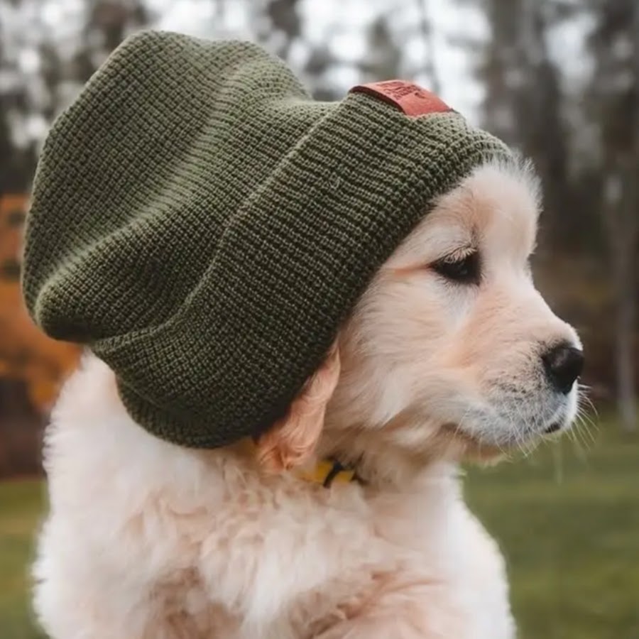 Kitter Kattingtons - YouTube