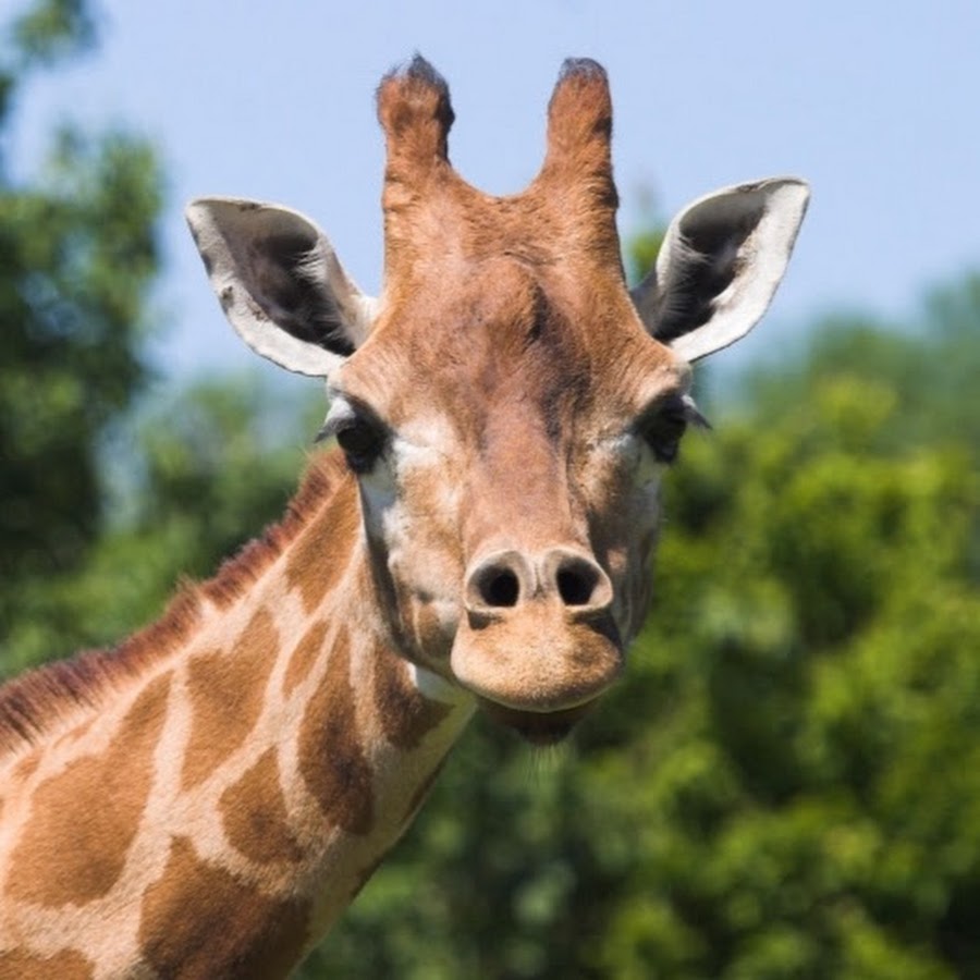 Giraffe Gaming YouTube