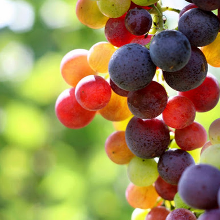 Сорт винограда Радужный