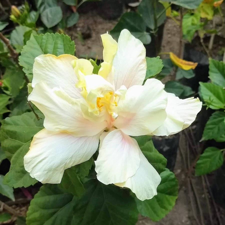 Lorena De la Rosa YouTube