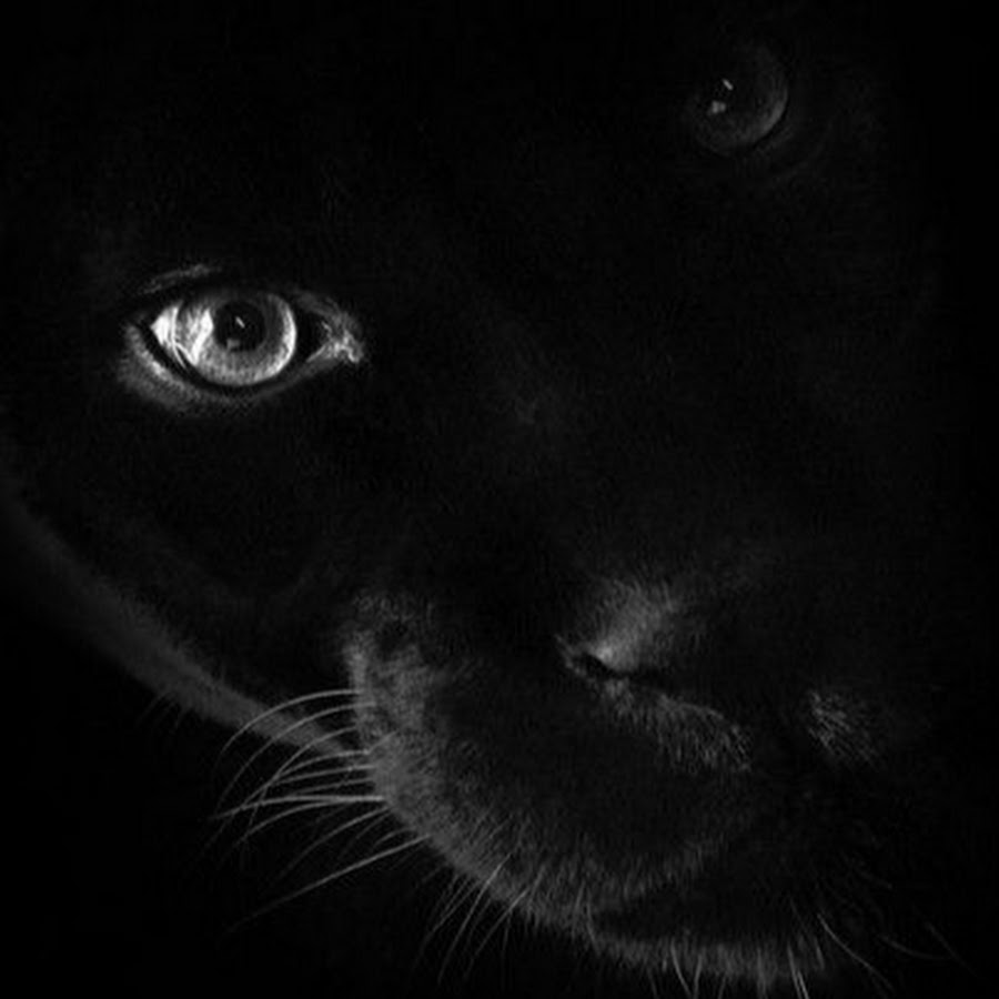 Аватар черный кот. Глаза пантеры. Черная ава. Глаза черной пантеры. Пантера на темном фоне.