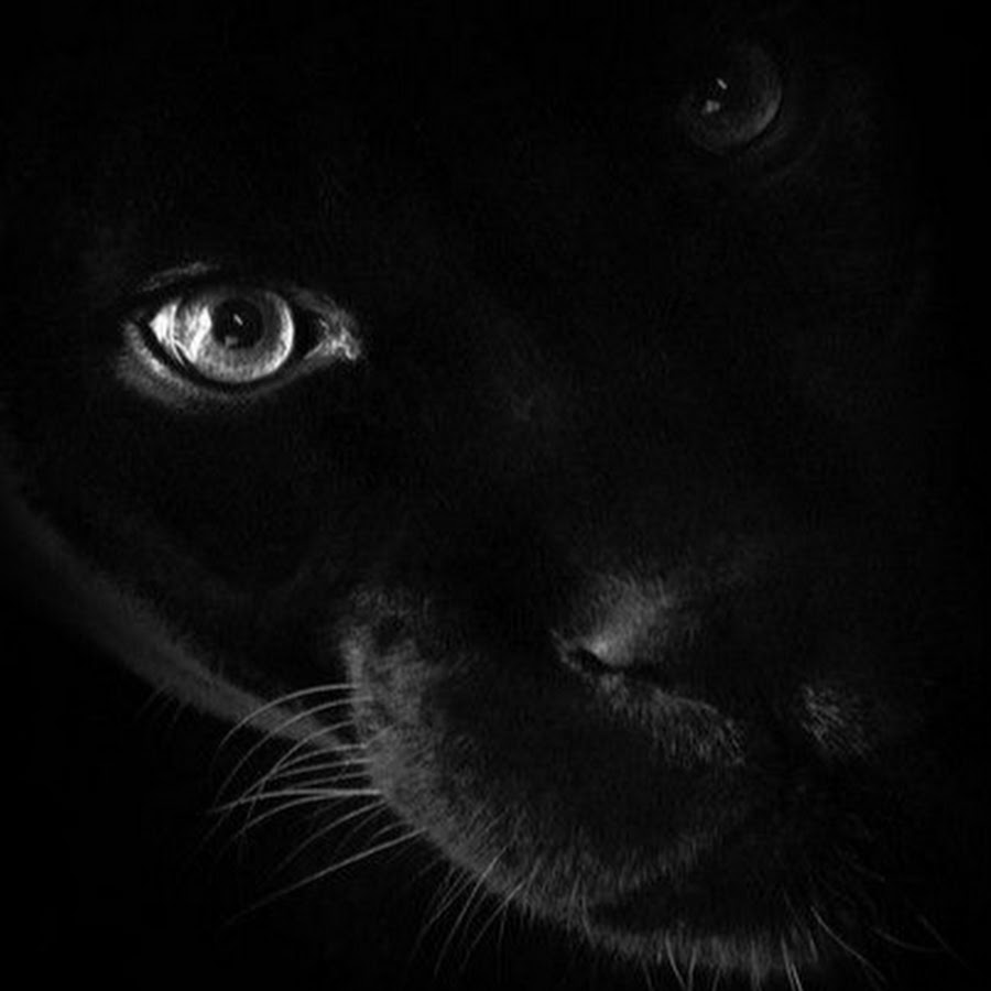 Черные аватарки на телефон. Глаза пантеры. Черная ава. Глаза пантеры на черном фоне. Черная аватарка