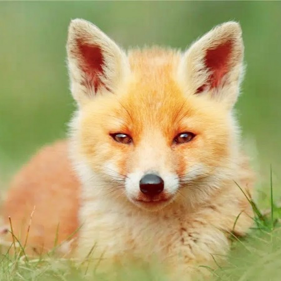 Best Anime Soundtrack - YouTube