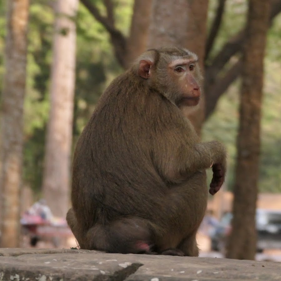 Wildlife Monkey Daily - YouTube