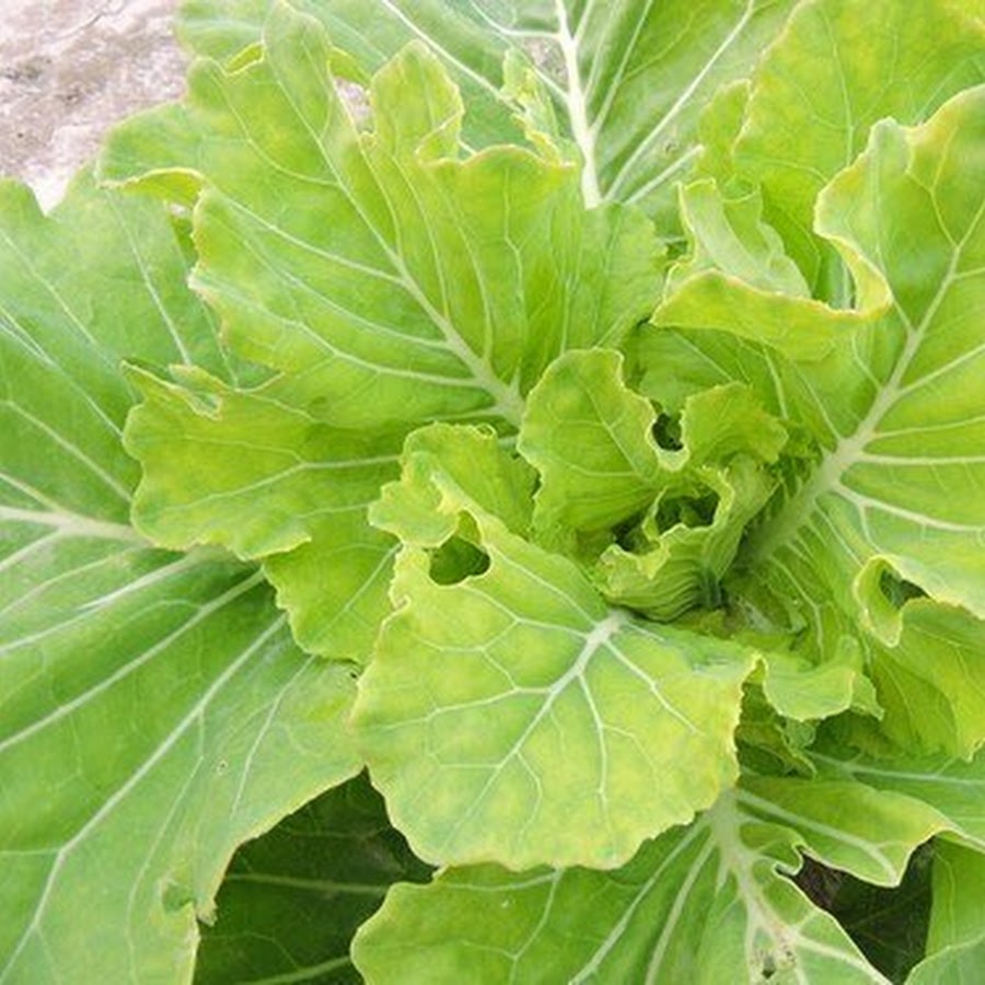 Yellow Cabbage YouTube