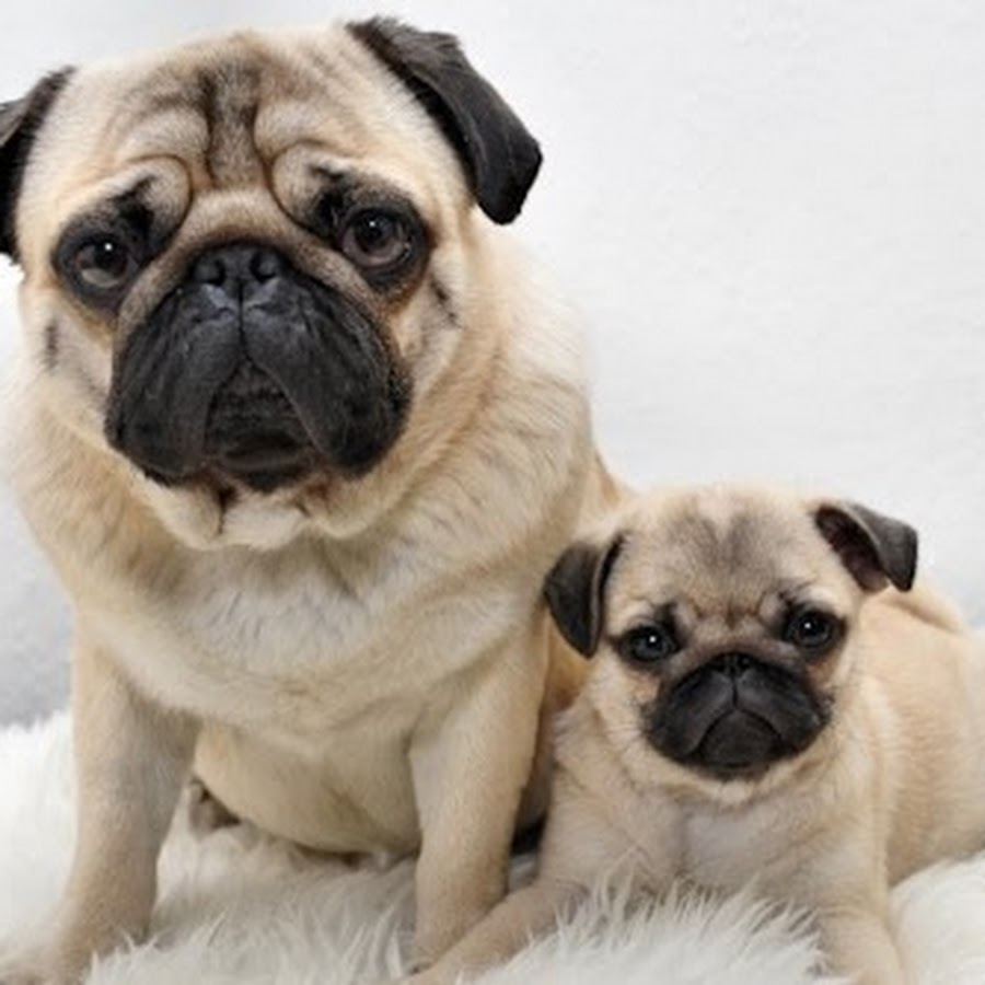 Мопсы в китае