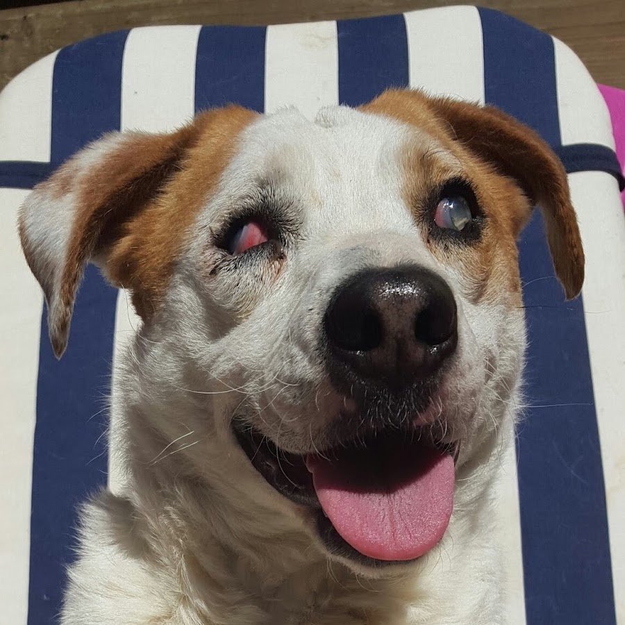 My happy pets - YouTube