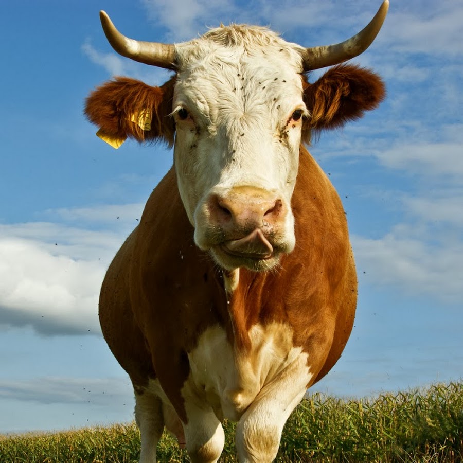 К чему снится видеть коров