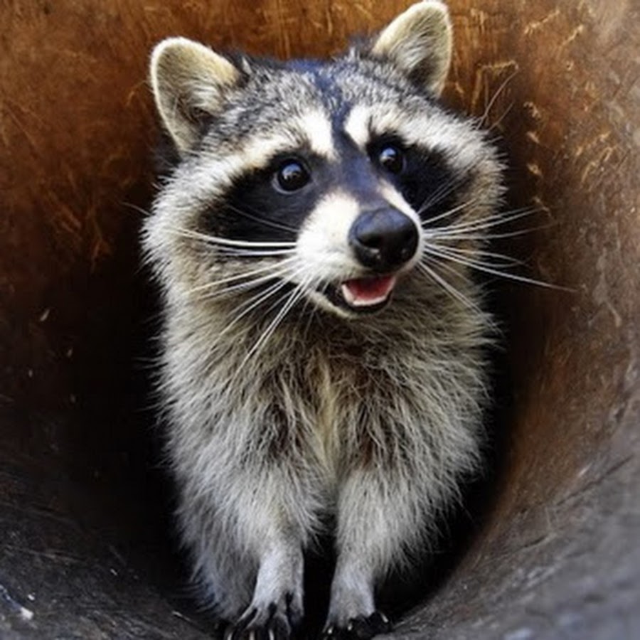 たぬき警察 Youtube