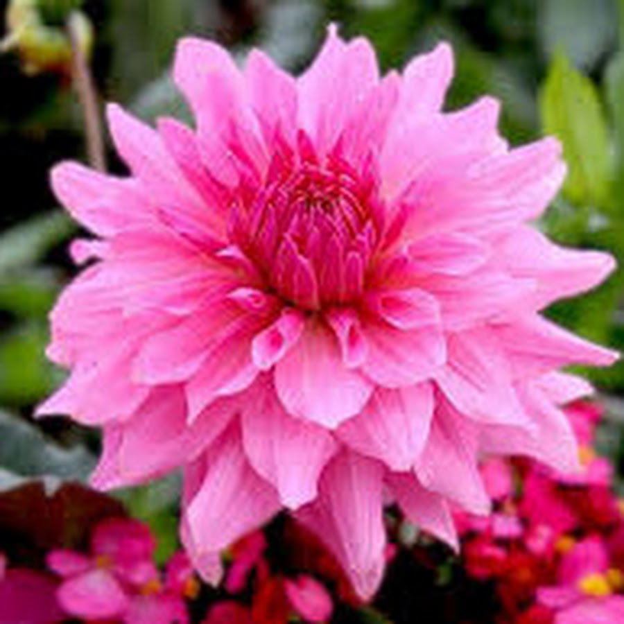 what does cherie amour