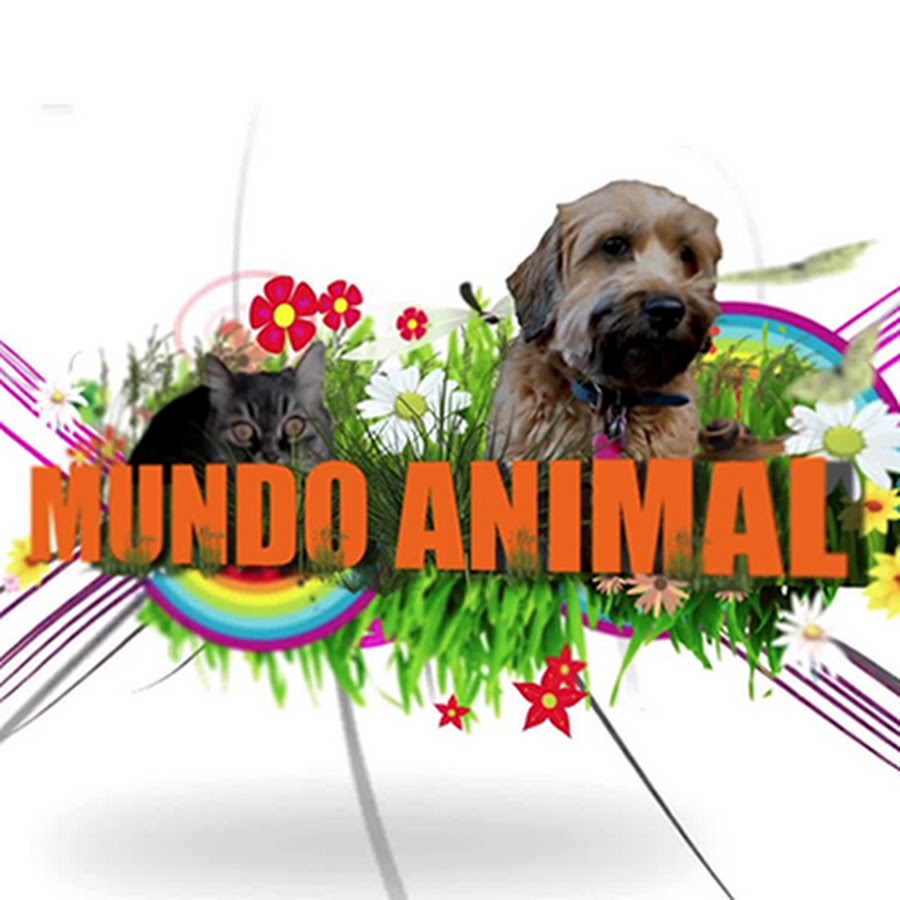 Mundo Animal - YouTube