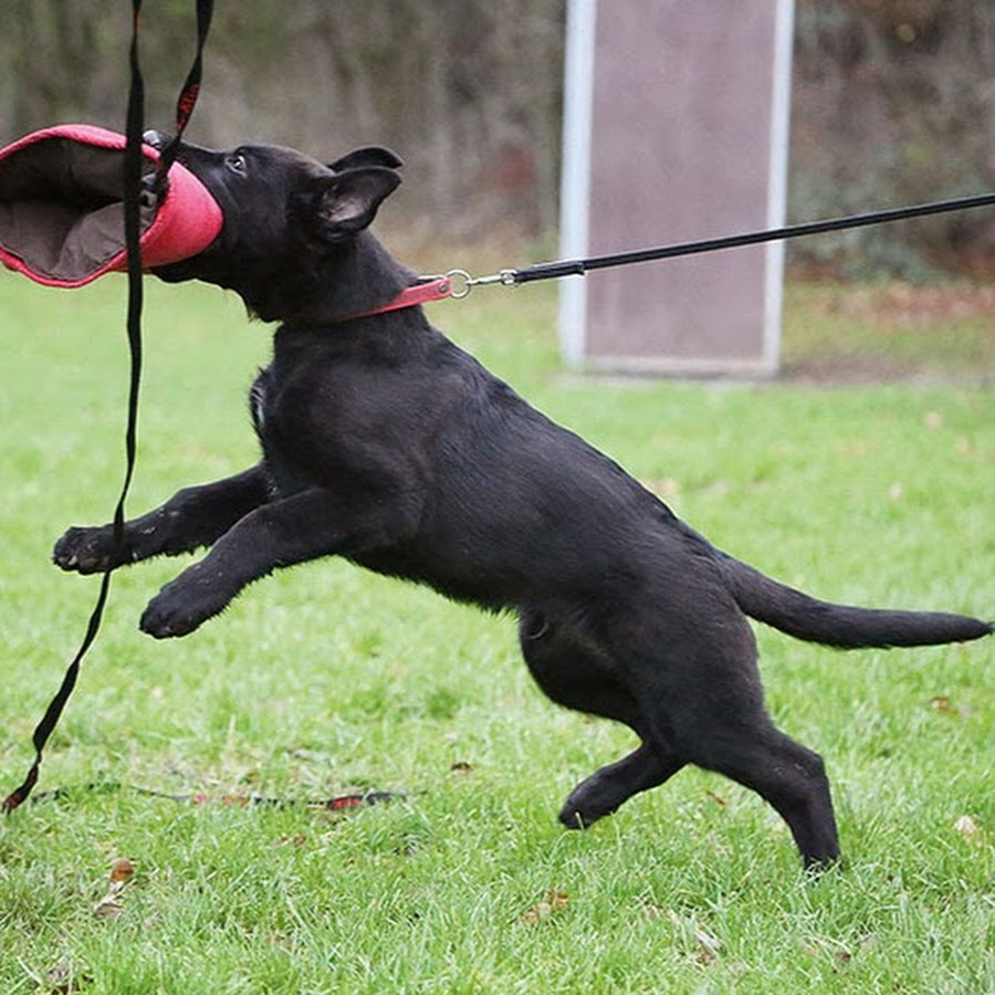 Manuelas Sport Hund Shop YouTube