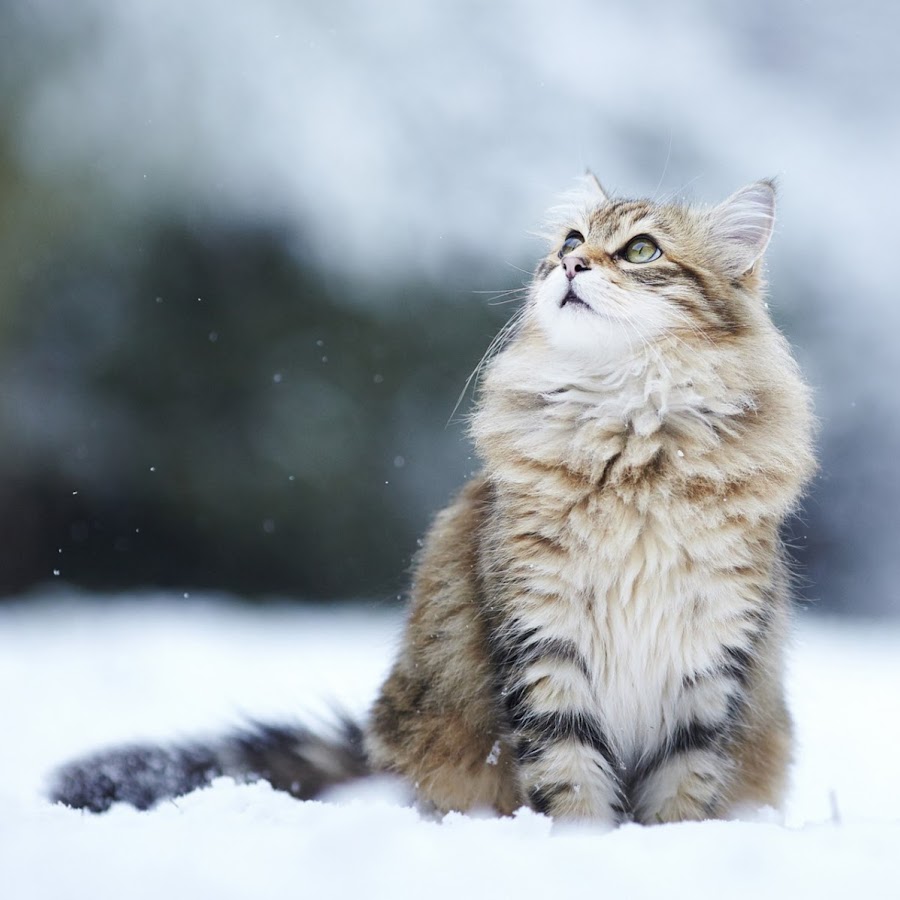 Cute Animals - YouTube