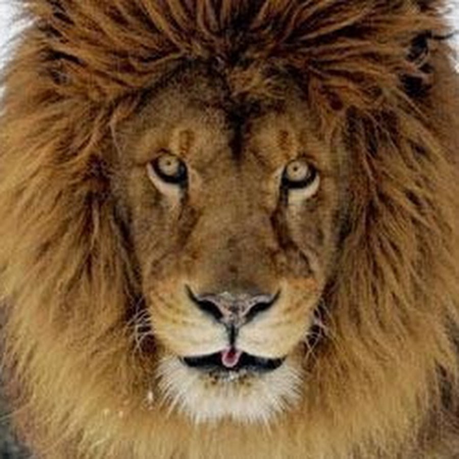 Animal's TV - YouTube