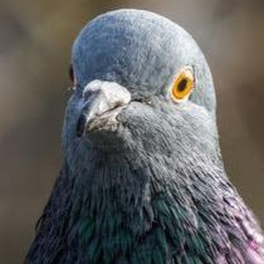 радостный голубь. радостный голубь. тупой голубь. радостный голубь. крутой голубь.