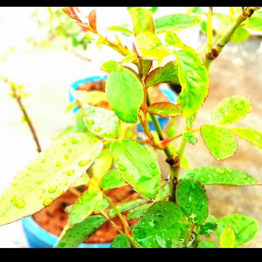 Sundari kannan - YouTube