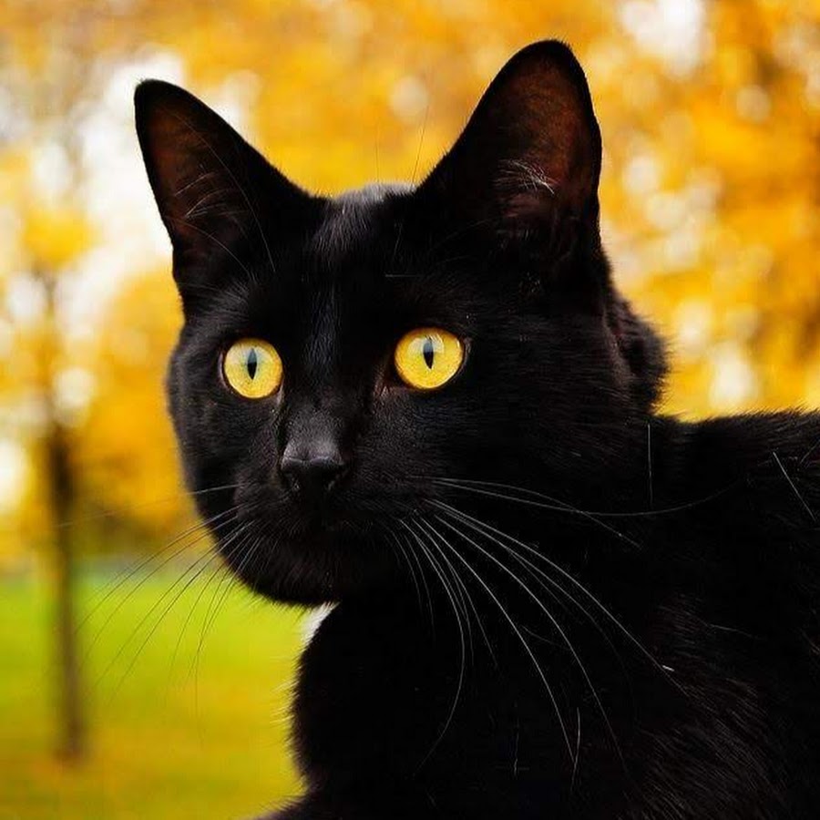 Кот с желтыми глазами порода. Бомбейская кошка трехцветная. Черная кошка с желтыми глазами порода. Порода черных кошек с желтыми глазами. Порода кошек черного окраса с желтыми глазами.