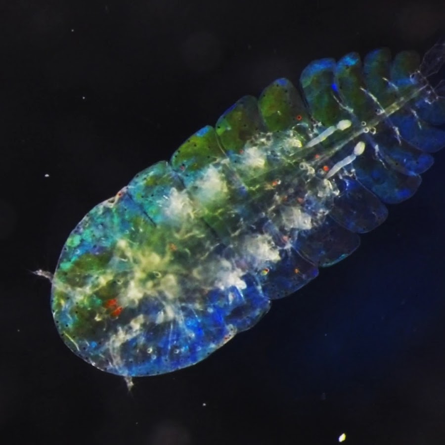  Zooplankton Ecology  Group ICM YouTube