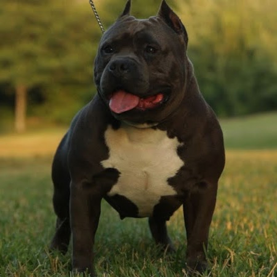 bully breed chew toys