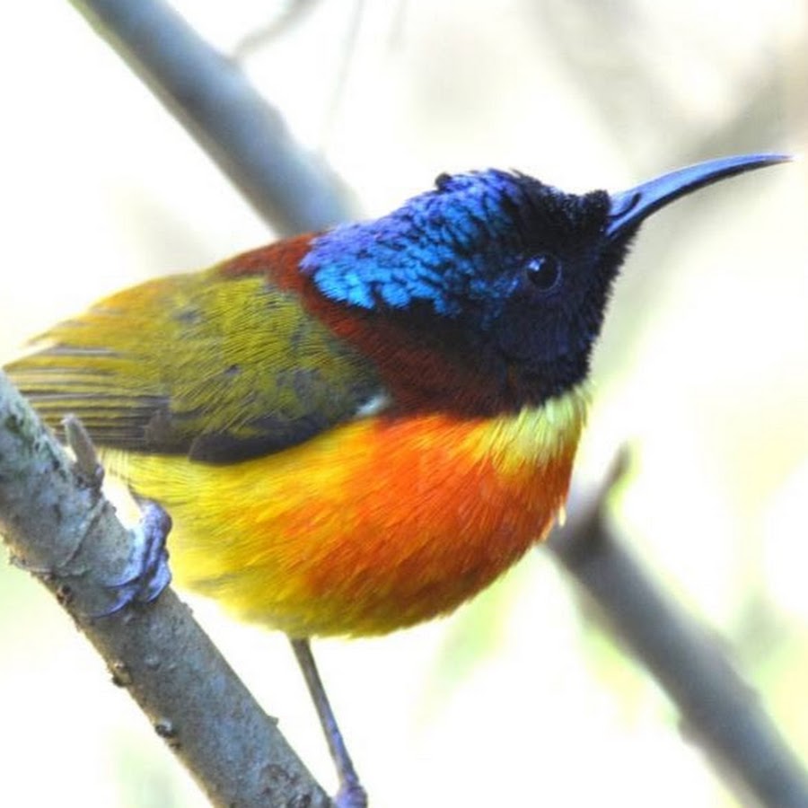 Chiangmai Birding 