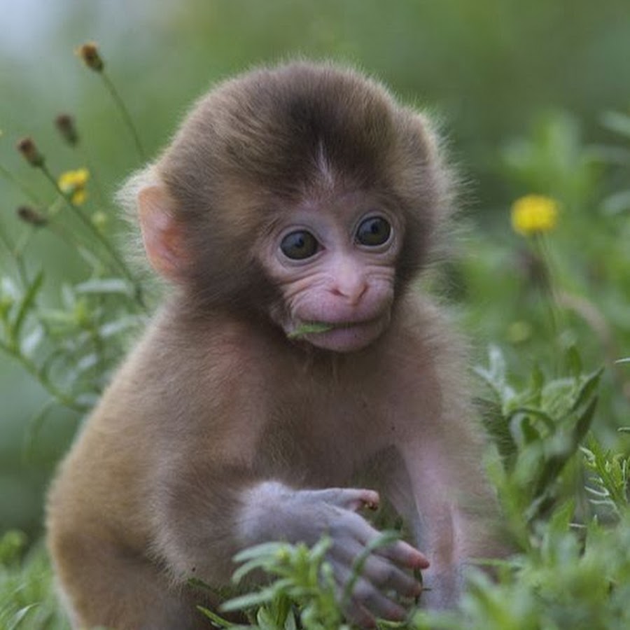 Monkey Pinkness YouTube