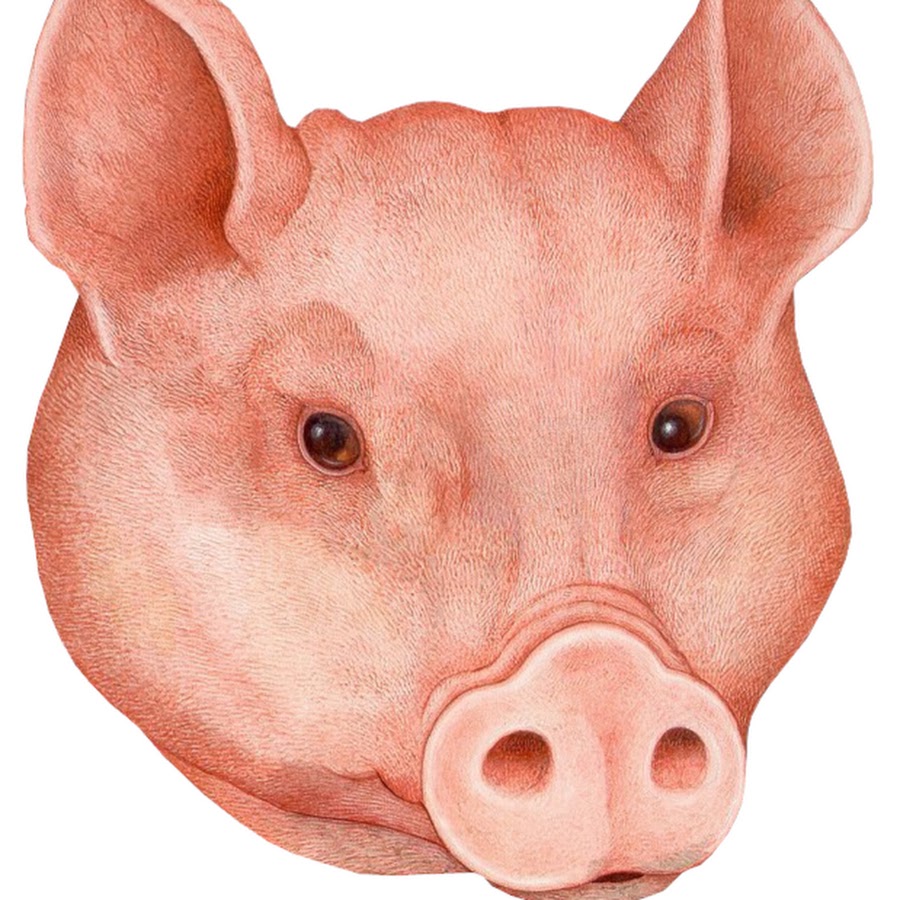 Ушастая свинья. Вижу какие то свиные рыла вместо лиц. Лицо свиньи. Лицо свиньи. Чжу бацзе.