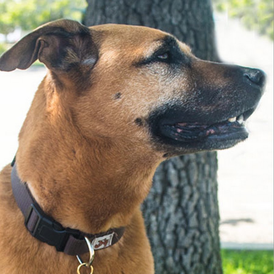 Pet Wellness Direct - YouTube