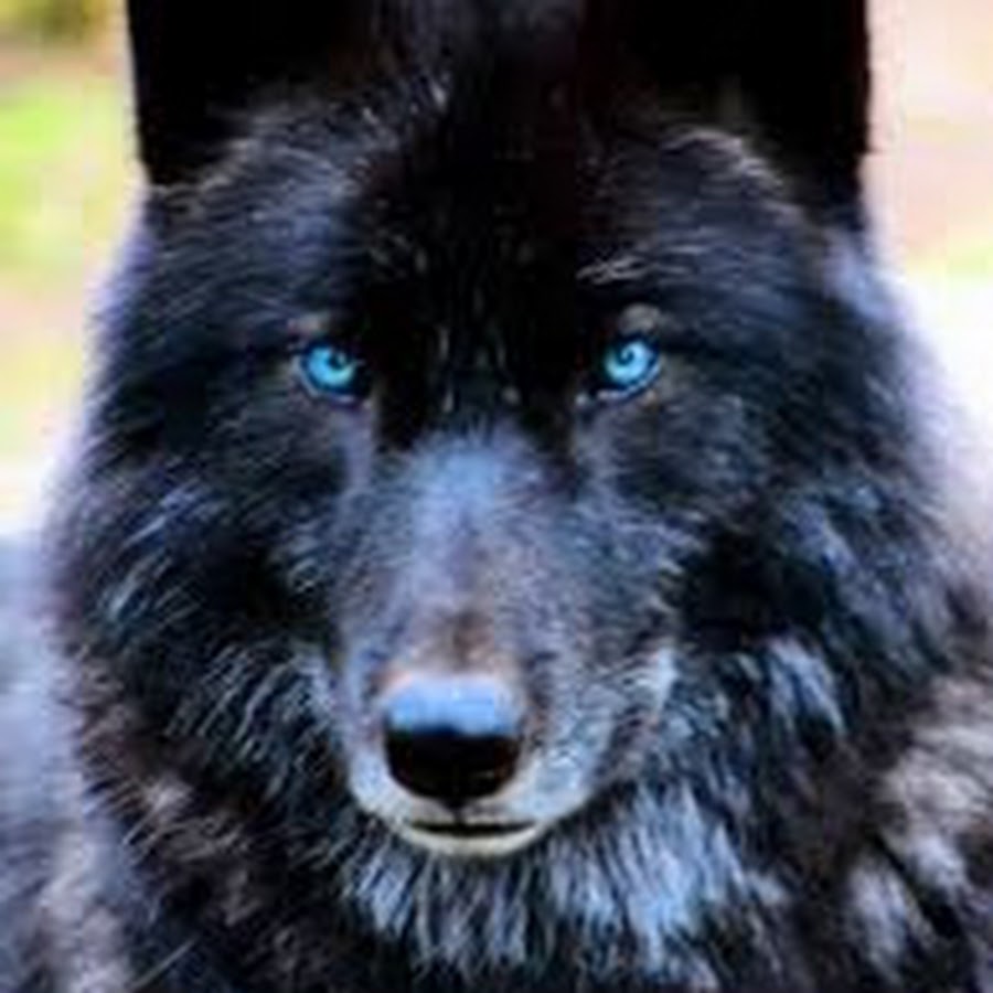 Wolf Creepy - YouTube