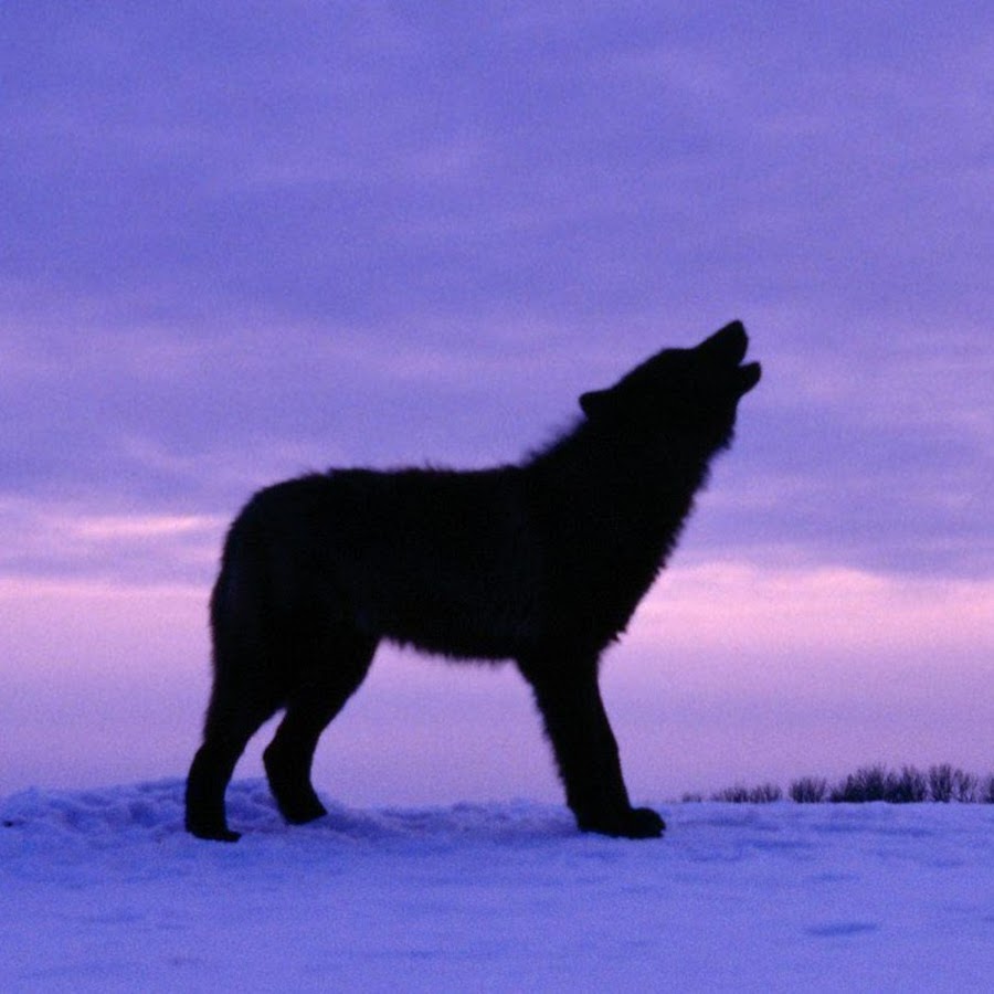 Макензийский равнинный волк. Зов предков черный волк. Черные волки 2011. Волк из зов предков 2020. Блэк вульф волк.