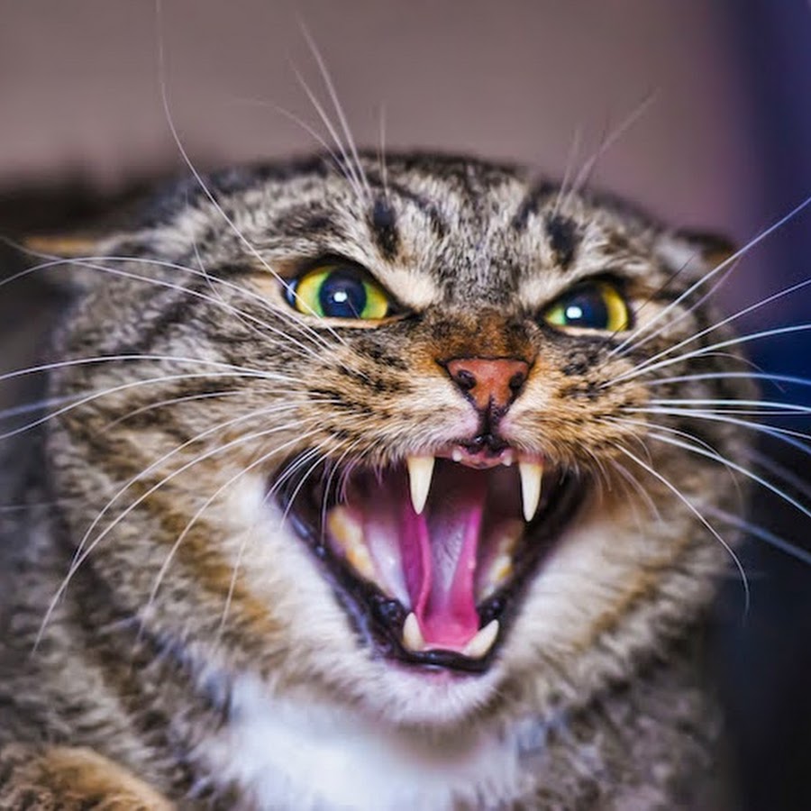 Кошку которая кошка шипит